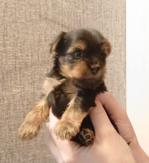 Иоркшерсеий терьер