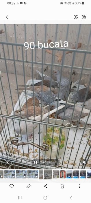 Turturele diamant 2024/2025  inelate