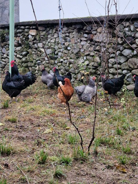 Oua de incubat găina