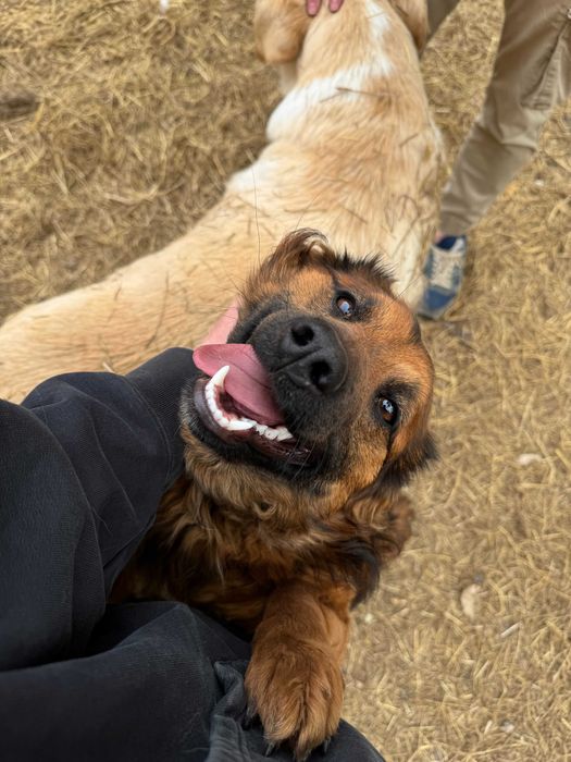 Собака девочка в добрые руки