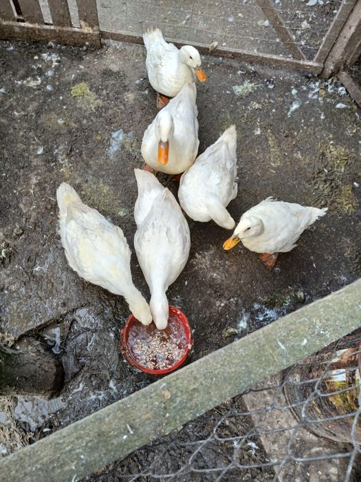 Vînd rate si cocosi