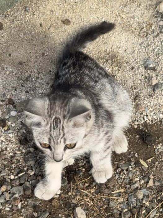 Отлам котенка БЕСПЛАТНО