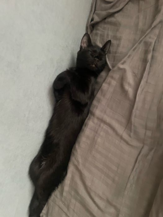 Отдадим котенка 4мес