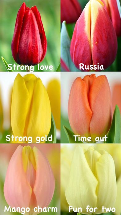 Тюльпаны оптом Алматы