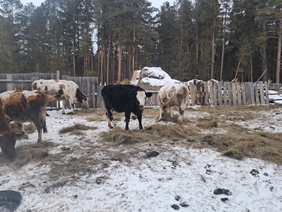 Сиырлар сатылады