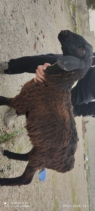 950минг сўмга қўй сотилади соғлом еб ичиши яхши арпа бериб боқилган