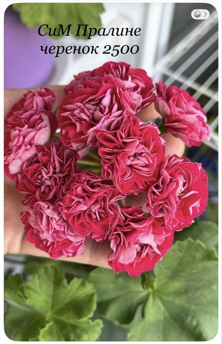 Продам черенки пеларгоний