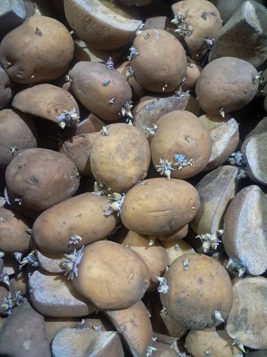 Cartofi de sămânță