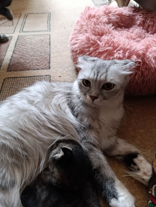 Котята Скотиш фолд