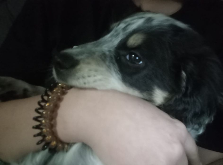 Отдам щенка в добрые руки!