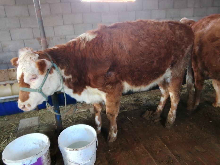 Құнажын сатылады