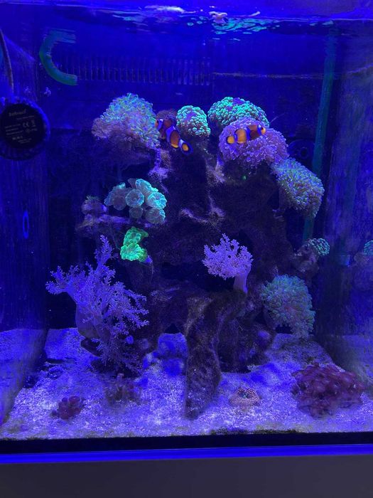 Acvariu Marin Red Sea Max Nano + Stand + Accesorii Complete