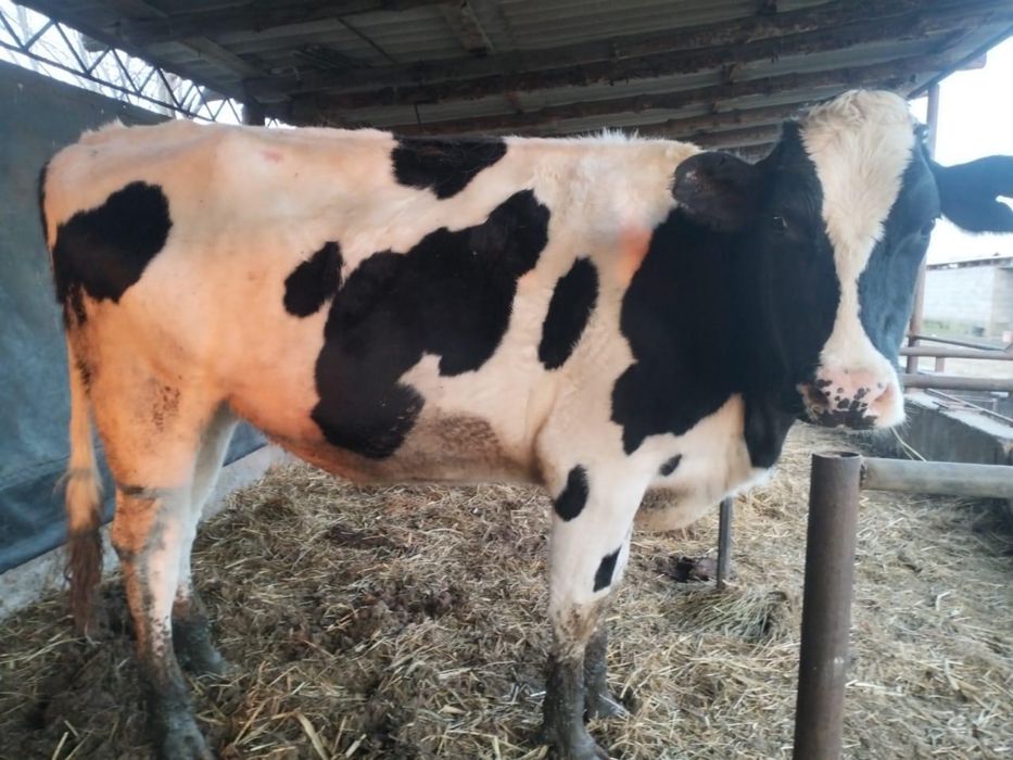 Корова чисто кровная