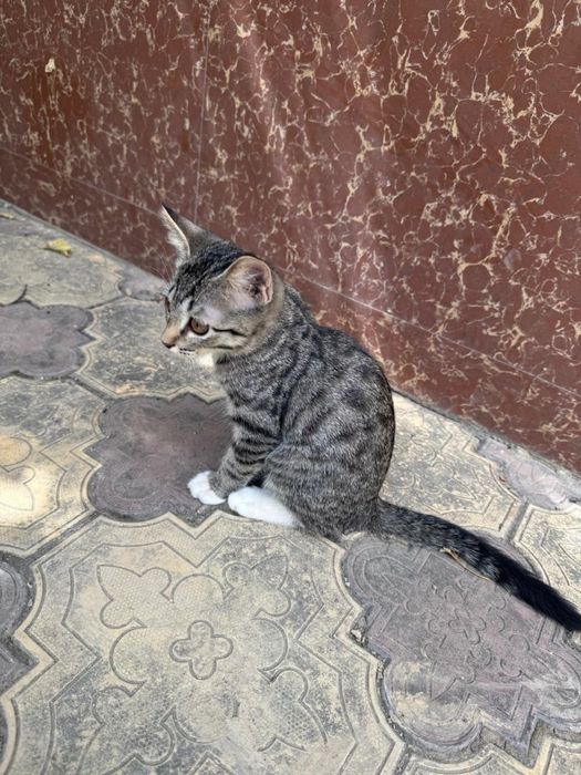 Сиамские Котята