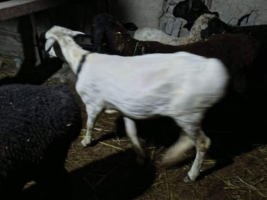 Qora quloq sogʻlom ona bola qoʻylar sotiladi