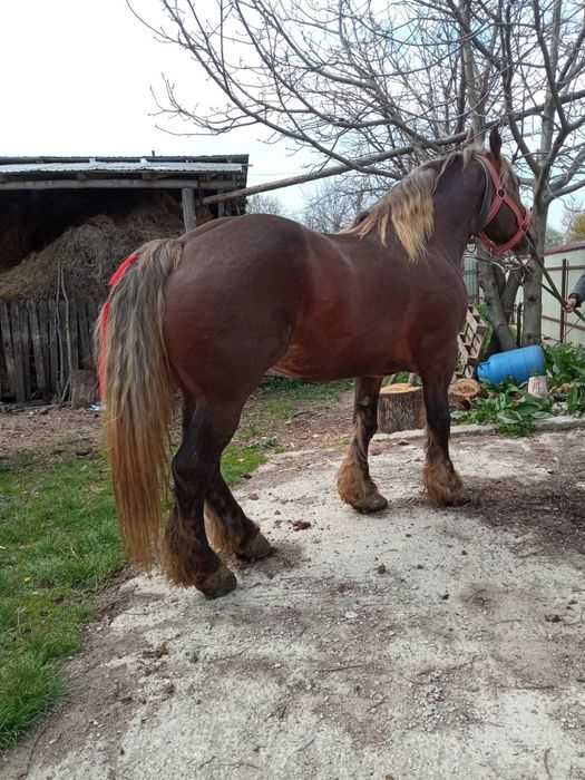 De vînzare harmăsar de 5 ani cu pașaport curat la picioare cuminte tot ce vrei la el