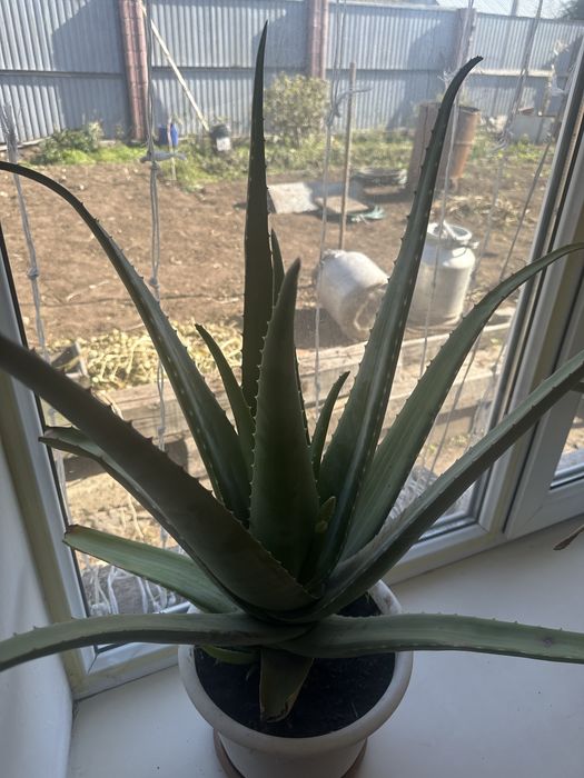 Алое трехгодичный