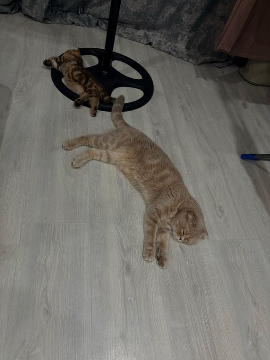 Скоттиш страйт мальчик