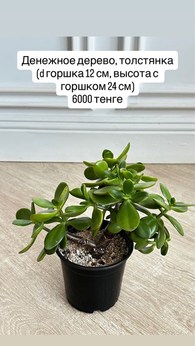 Денежное дерево, крассула хоббит