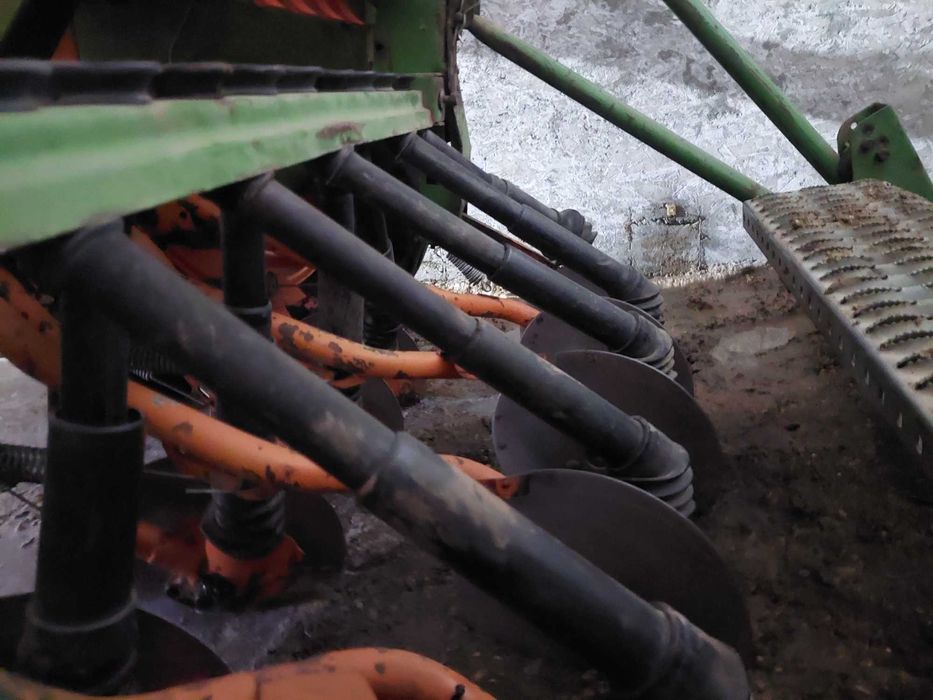 Semanatoare paioase Amazone