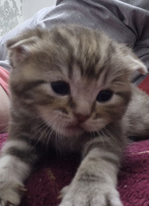 Продам шотландских котят