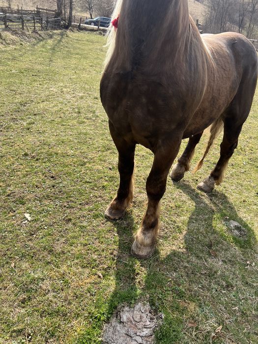 Armasar Comtois in primavara face 3 ani
