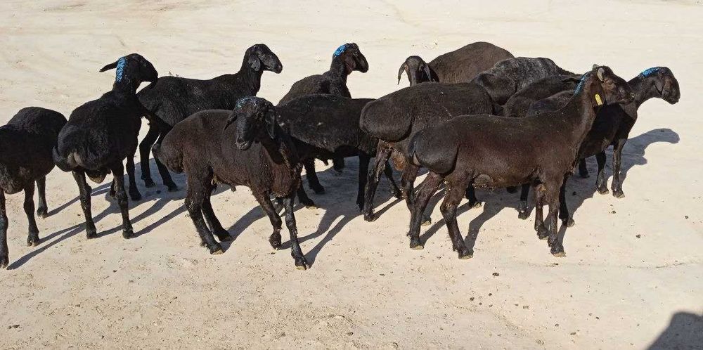 Qo'chqorlar va qassob xizmati