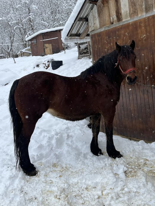 Vand iapa de 6 ani !