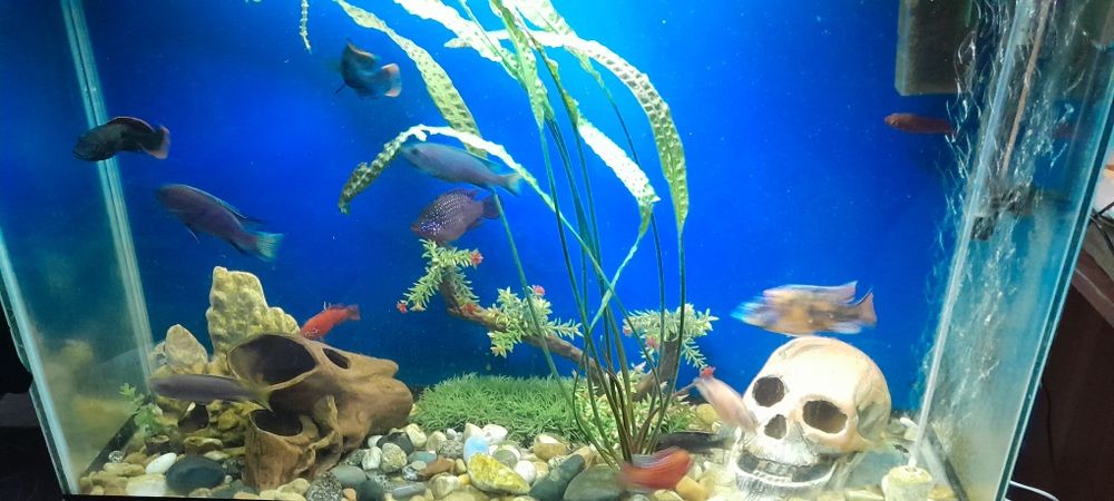 Продам  Африканских  цихлид