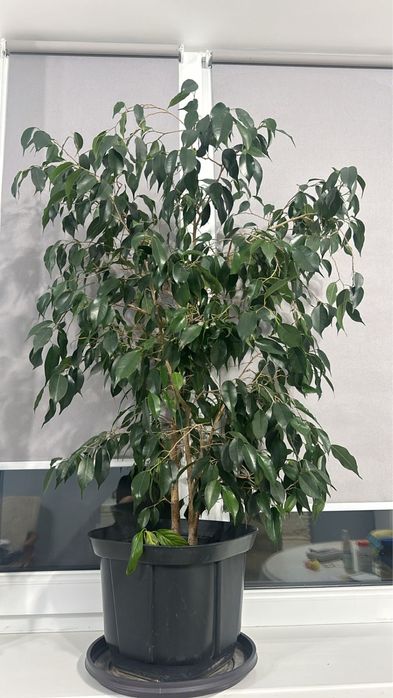 Продаются комнатные растения