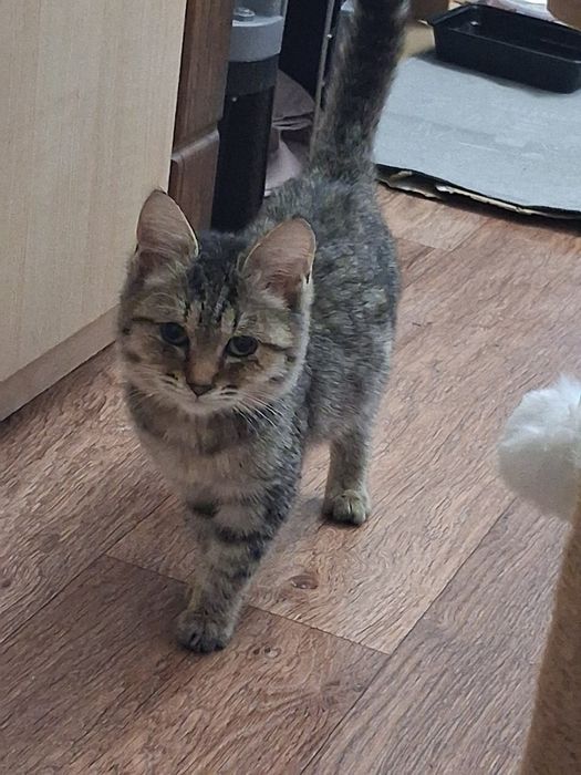 Котенок маленький