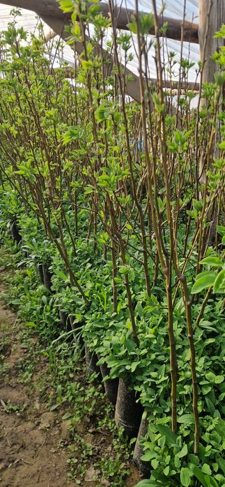 Саженцы в горшочке