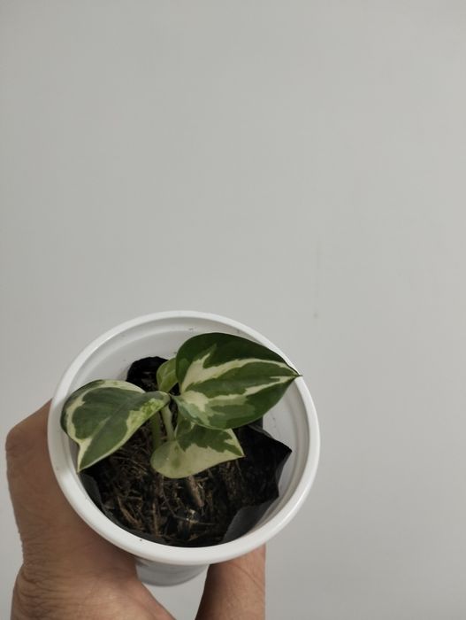 Комнатные растения.