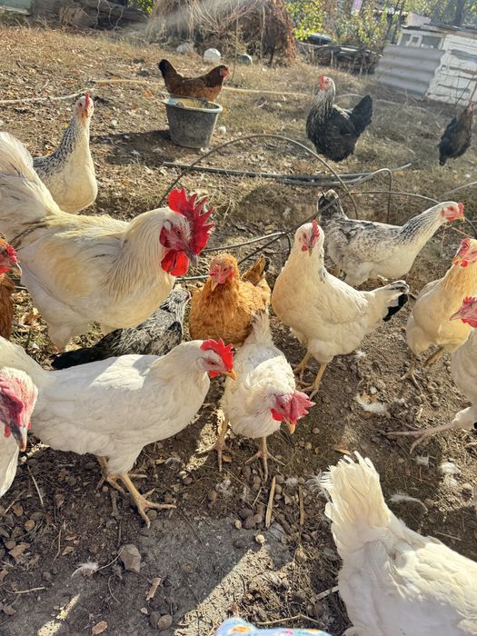 Тауықтар сатылады