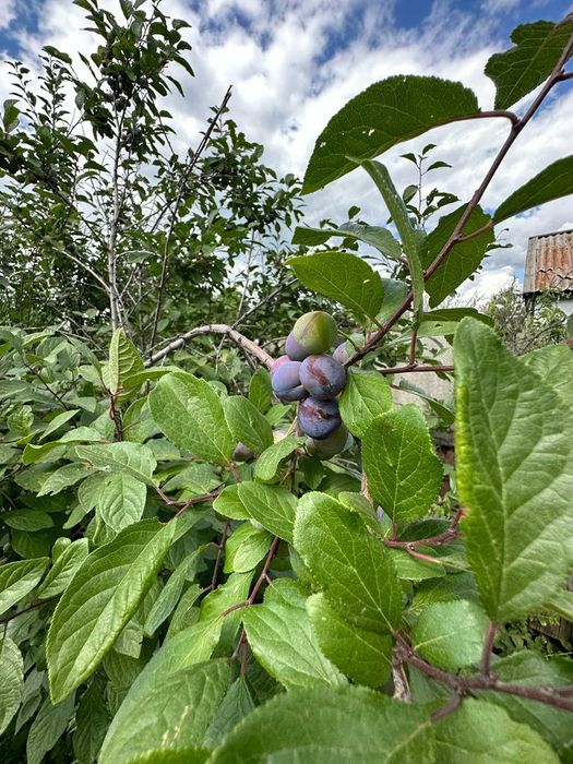 ДАЧА по Красный яр