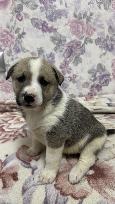 Пристраивается малышка - Зефирка , девочка.