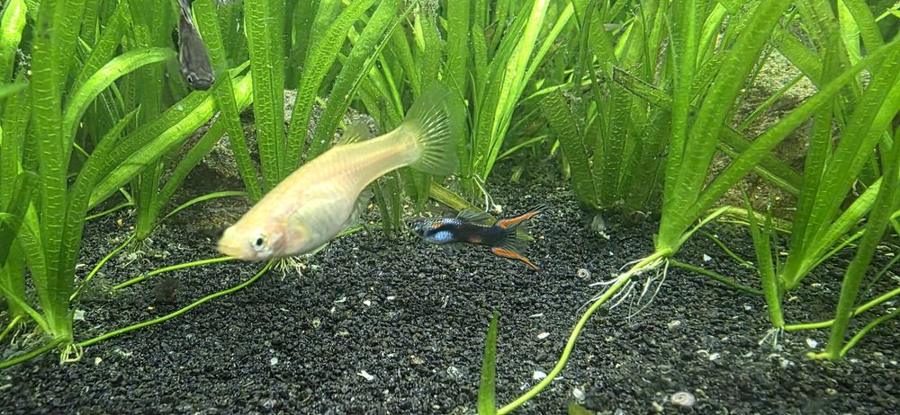 Acvariu pesti 126 litrii