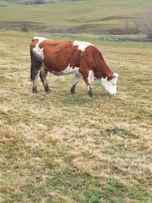 Vacă  de  vânzare