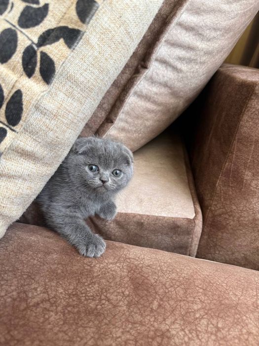 Продам британско вислоухих котят