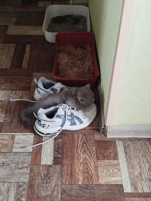 Продам шотландскую кошечку