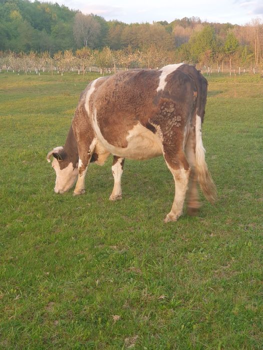 Vaca gestanta, mai are o luna pana la fatare