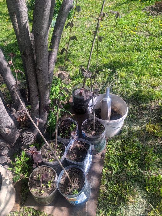 Саженцы лесного ореха.