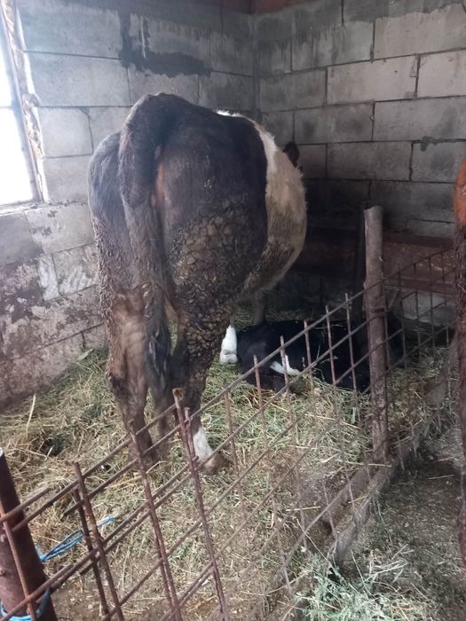 Vand vaca cu vitel langa ea