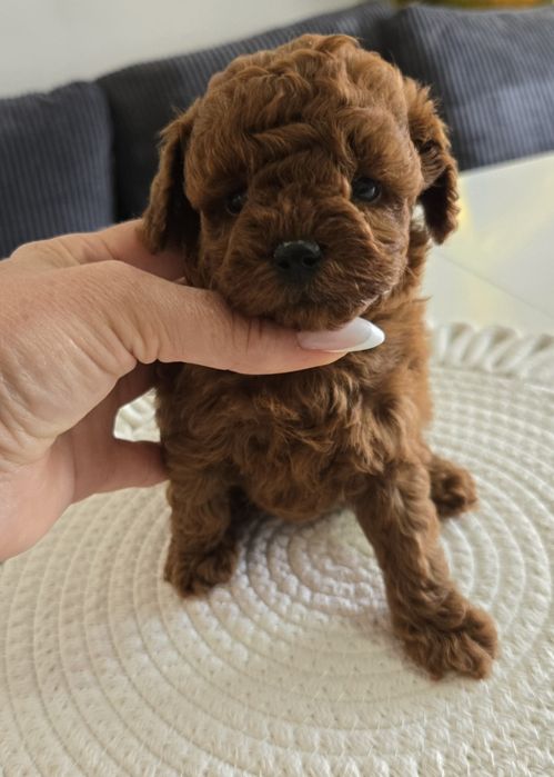 Пудел Тийкъп ,Пудел той Рооdle с родословие