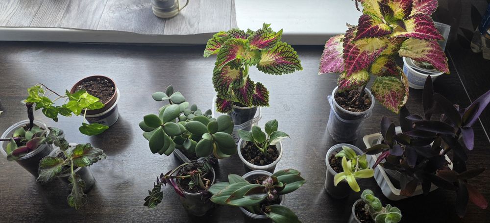 Продам набор комнатных растений