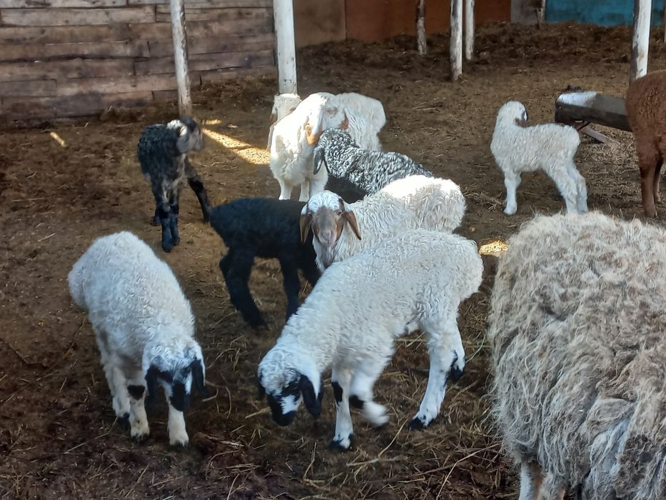 Кошкар  на племя.