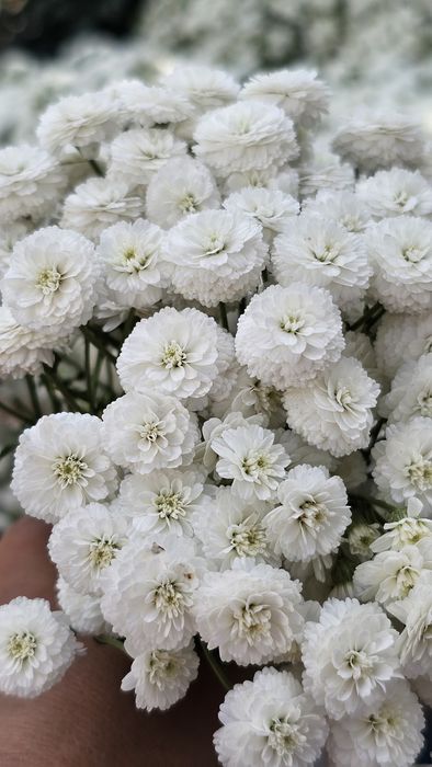 Цветы Матрикария