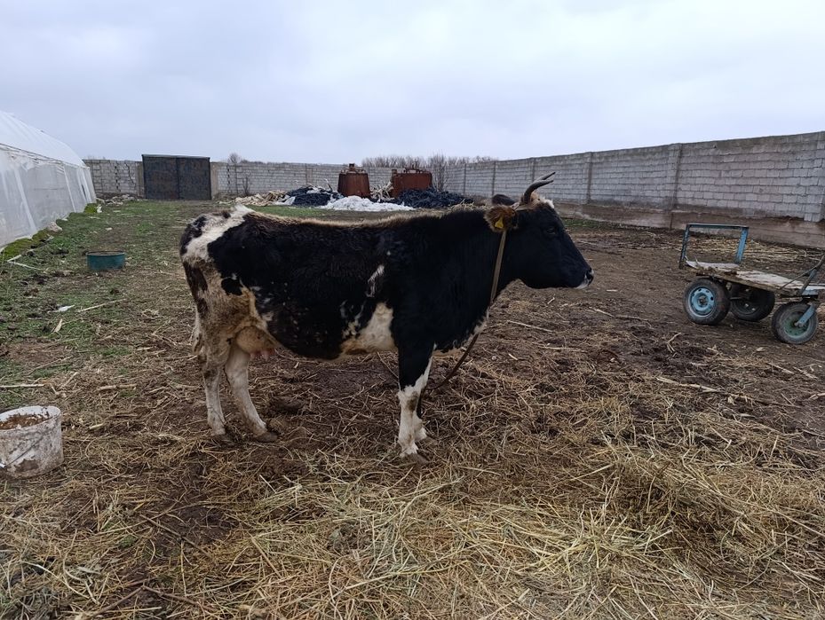 Буаз сыр сатылады