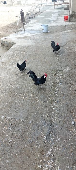 бентам жужалари ва тухумлари сотилади