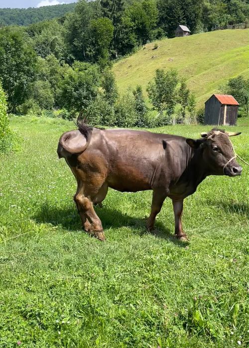 Vacă gestantă de vânzare în 40 săptămâni,are 5 ani